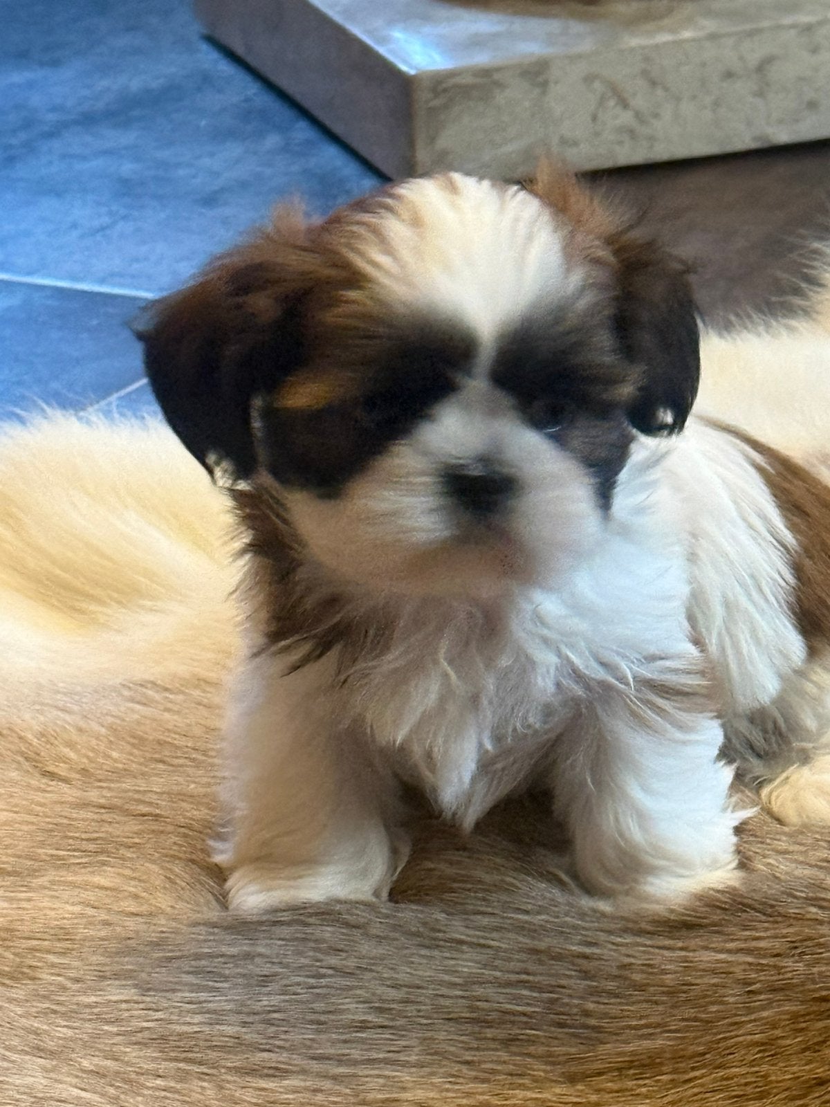 Shih Tzu pupjes, Dieren en Toebehoren, Honden | Chihuahua's en Gezelschapshonden, Parvo, België, Overige rassen, 8 tot 15 weken