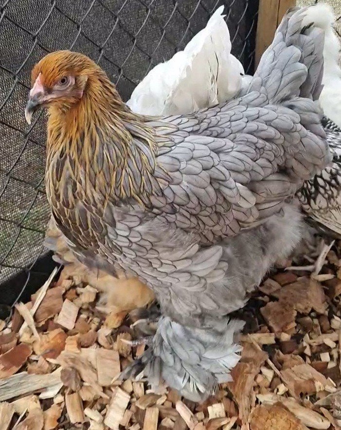 Brahma Groothoender, Dieren en Toebehoren