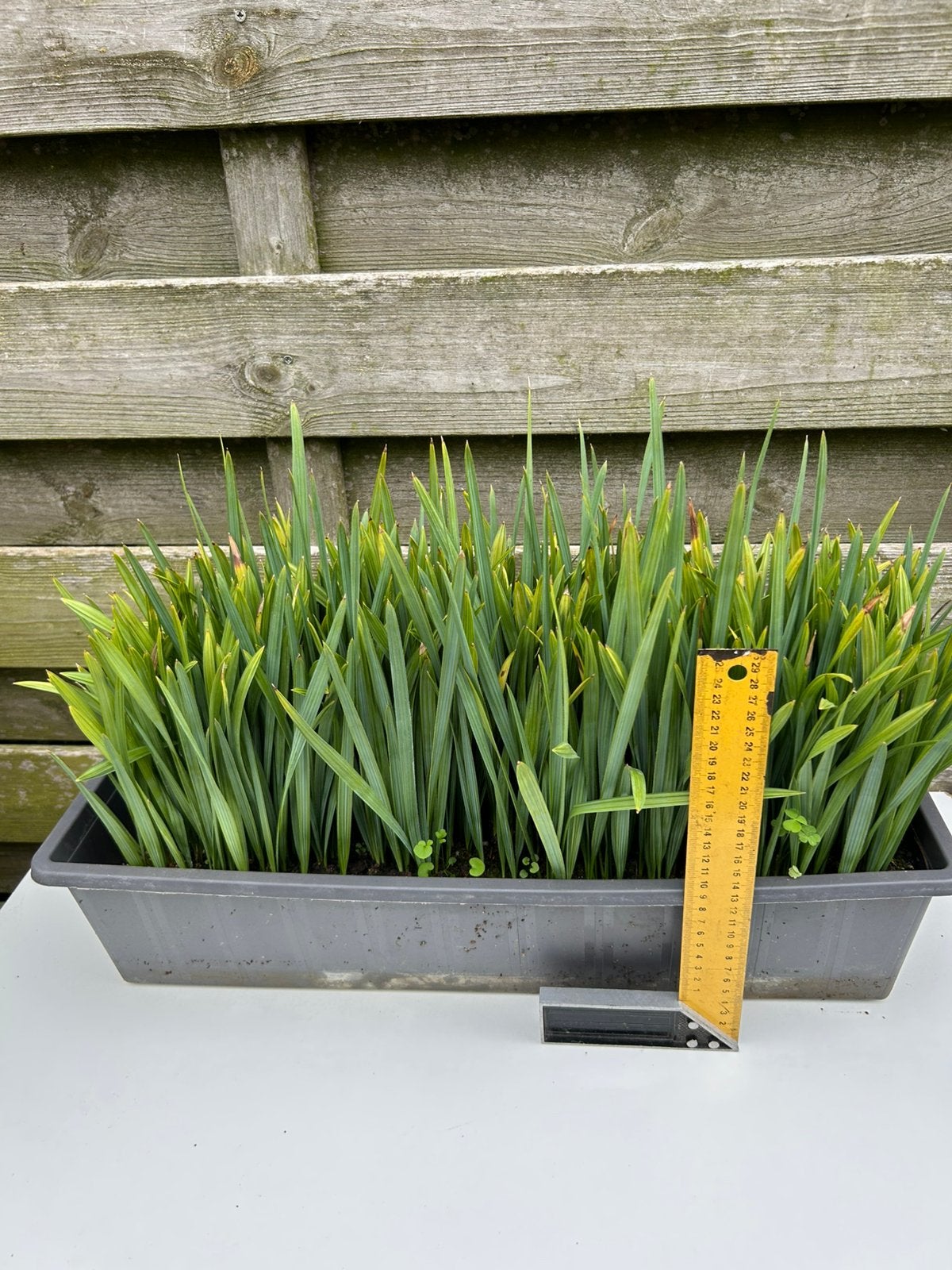Sabal Minor zaailinge - 1 jaar oud, Overige materialen, Minder dan 30 cm, Minder dan 60 cm, Nieuw