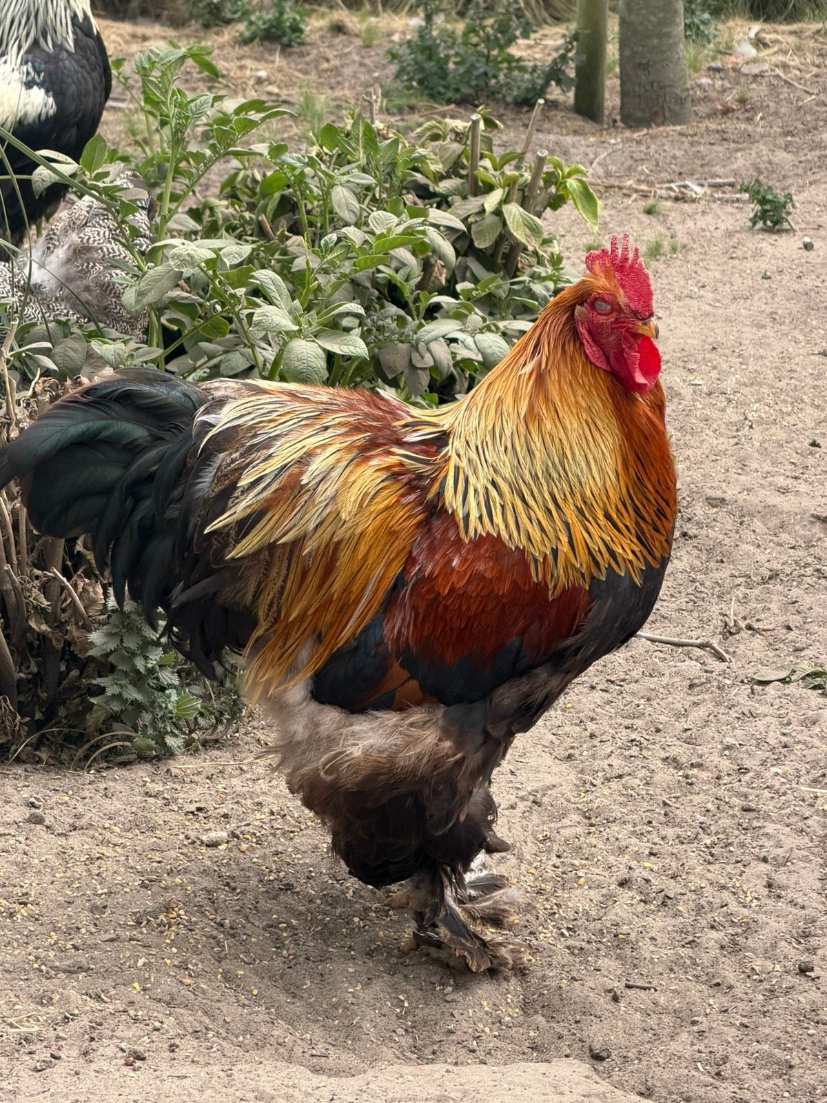 Cochin groothoender goudpatrijs haan, Dieren en Toebehoren, Pluimvee, Mannelijk, Kip