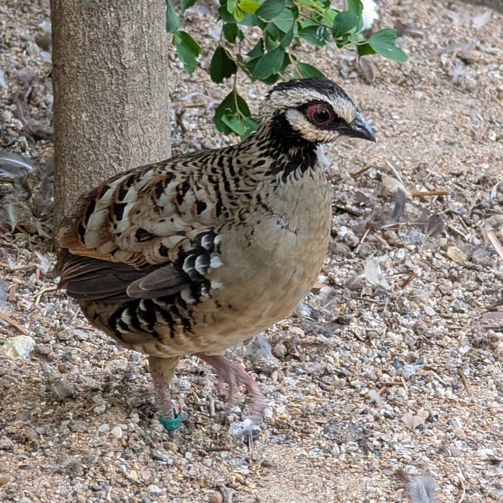 Torquéole à poitrine brune