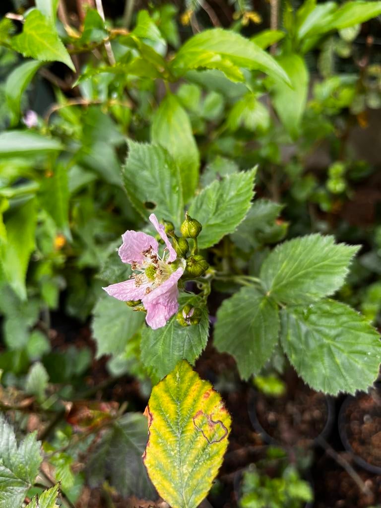 Fruitplanten te koop – Aardbei, Framboos & Braam, Tuin en Terras, Planten | Tuinplanten, Fruitplanten, Ophalen of Verzenden