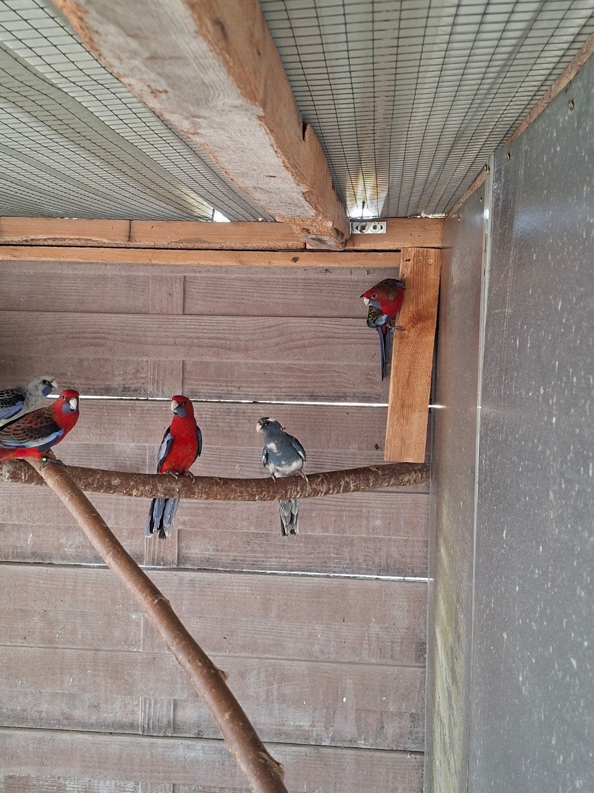 Rosella's en pennanten, Bagué