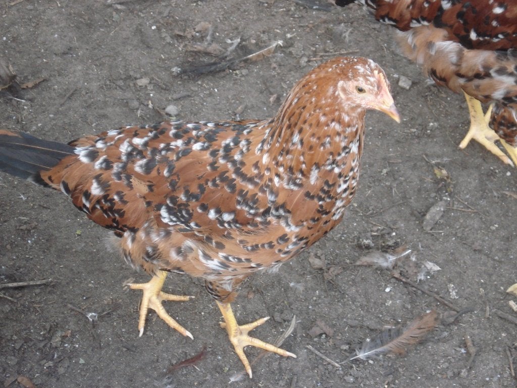 2 leghorn hennen (porselein, duizendkleur), Dieren en Toebehoren, Pluimvee, Vrouwelijk, Kip