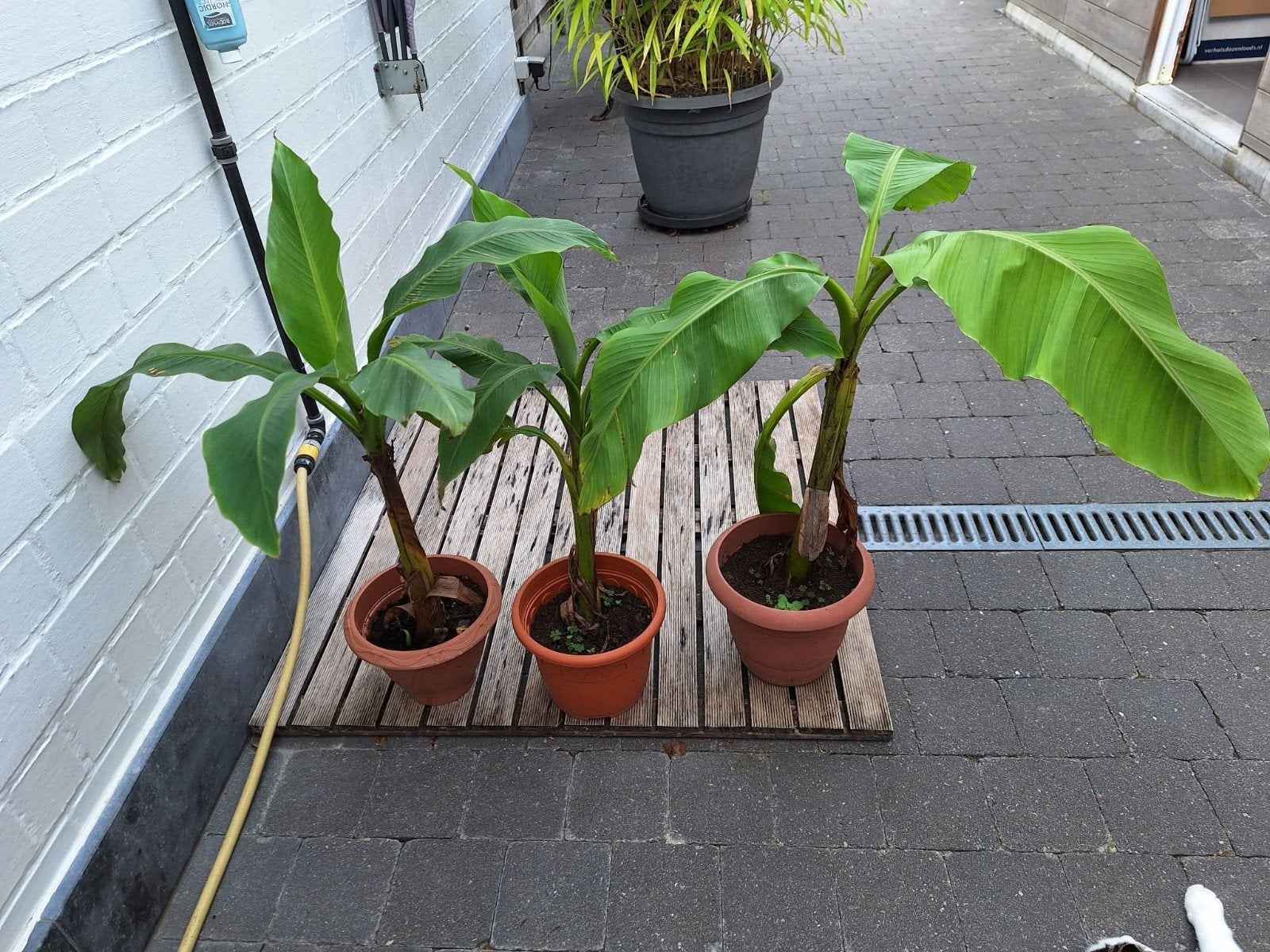 bananenplant, Jardin & Terrasse, Enlèvement