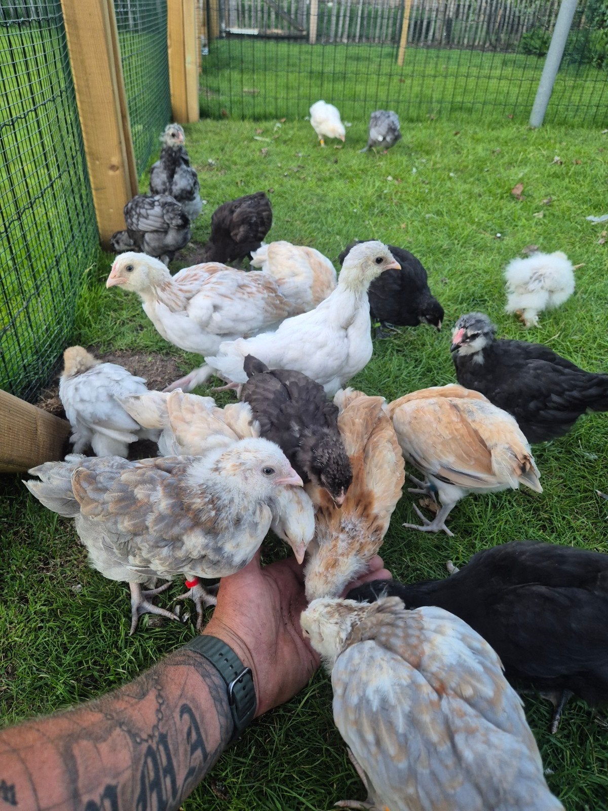 Jeunes poules, Animaux & Accessoires