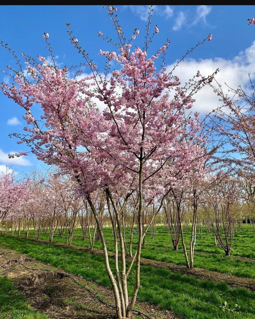 ‼️japanse sierkers meerstammig aan promoprijzen‼️, Tuin en Terras, Ophalen