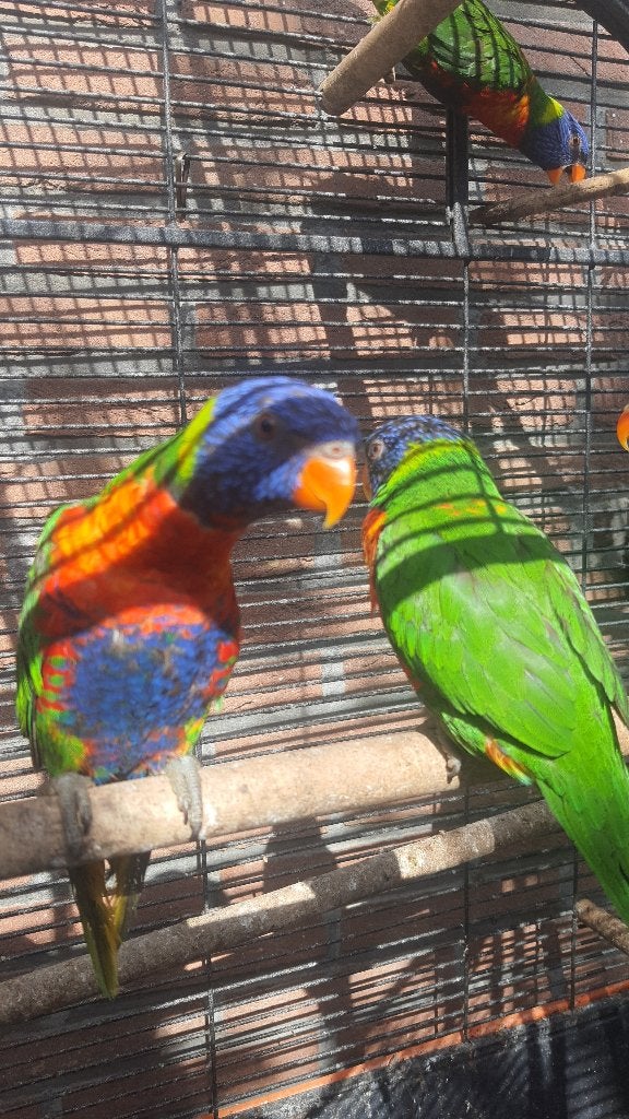 Lori van blauwe bergen 175 stuk met DNA, Dieren en Toebehoren, Meerdere dieren, Papegaai