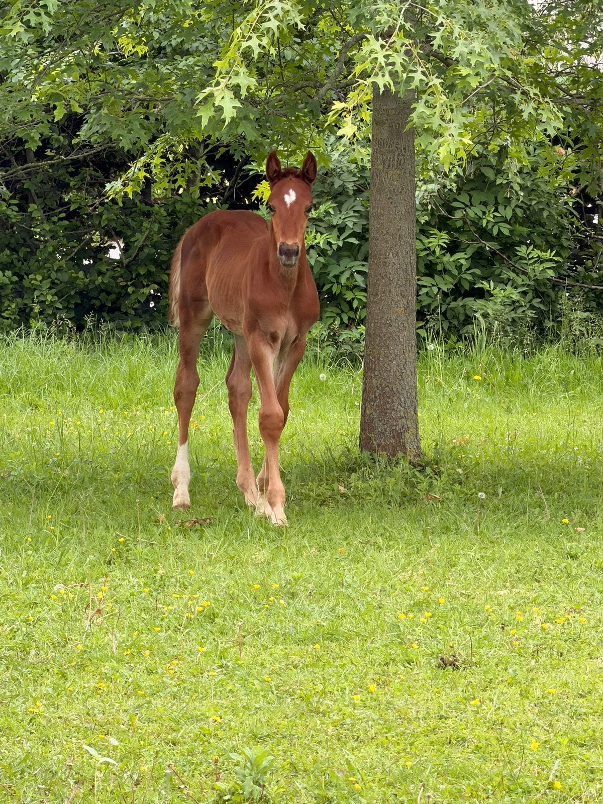 Mooi en lief Hengstenveulen Ermitage kalone x Clearway, Dieren en Toebehoren, Paarden