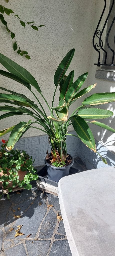 Strelitzia, Autres espèces, Printemps, Plein soleil, Enlèvement