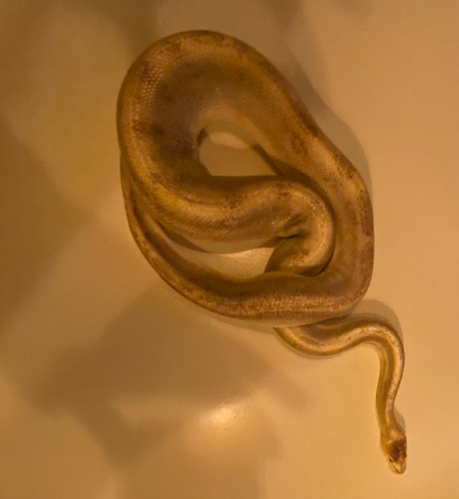 Volwassen mannelijke koningspython zoekt een nieuwe thuis Ball Python photo 4