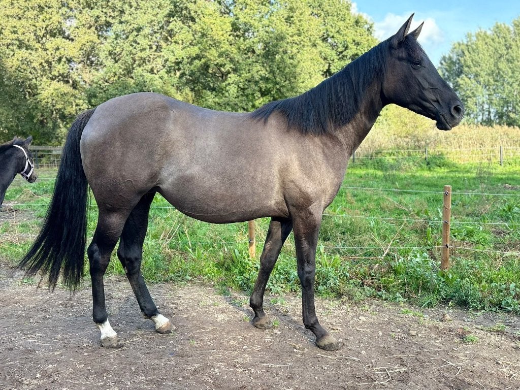 Zeer lieve Quarter merrie, Merrie, Minder dan 160 cm, Met stamboom, Zadelmak