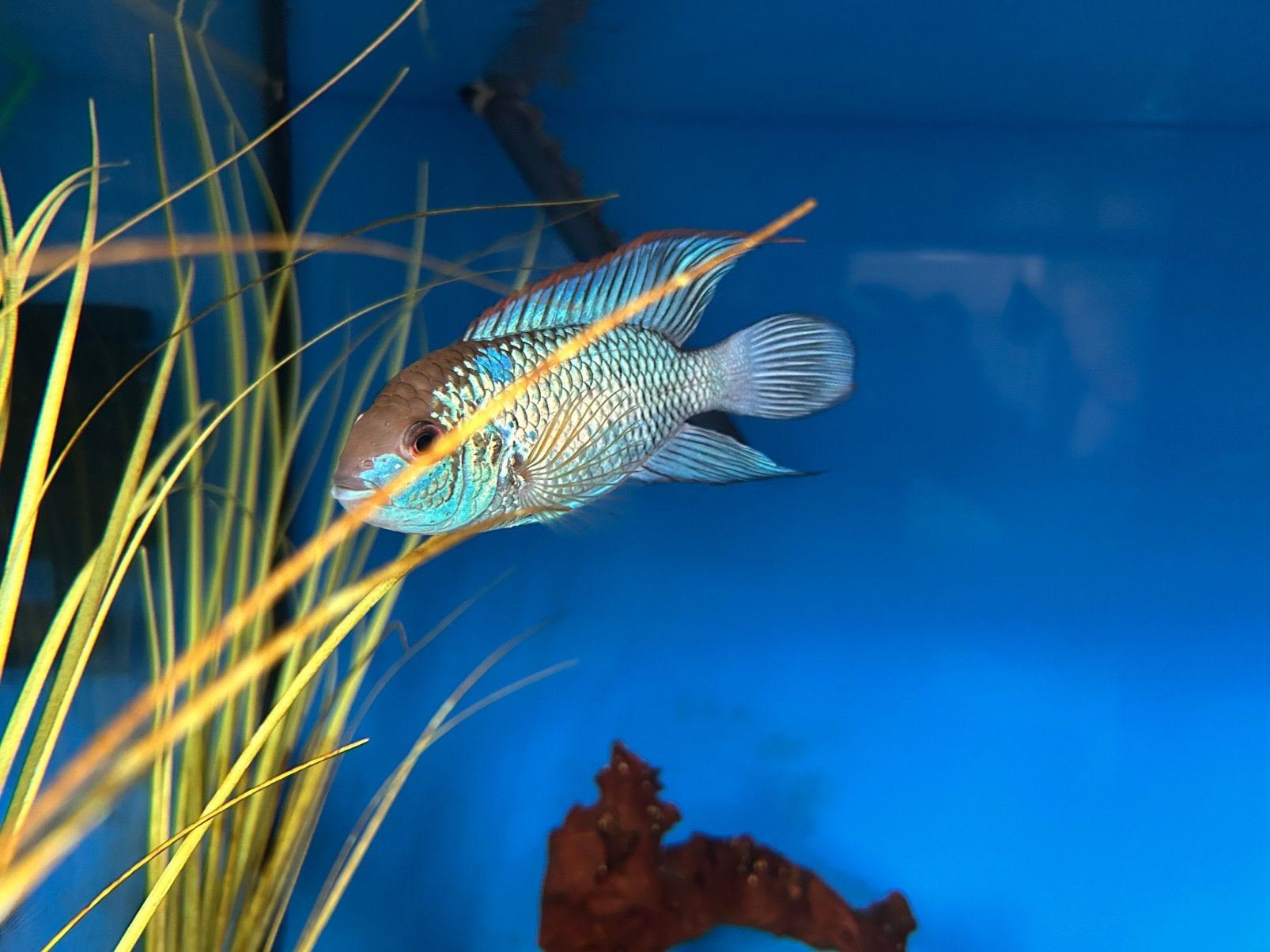 Koppel blue acara, Dieren en Toebehoren