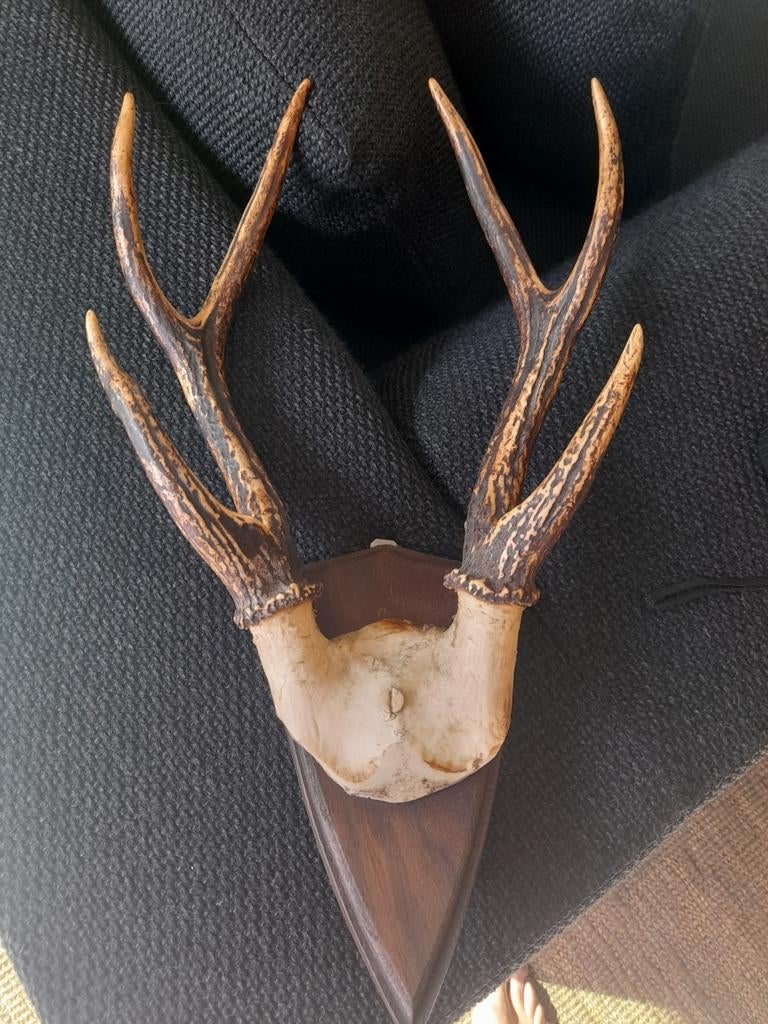 Bois de cerf, trophée de chasse, Enlèvement ou Envoi