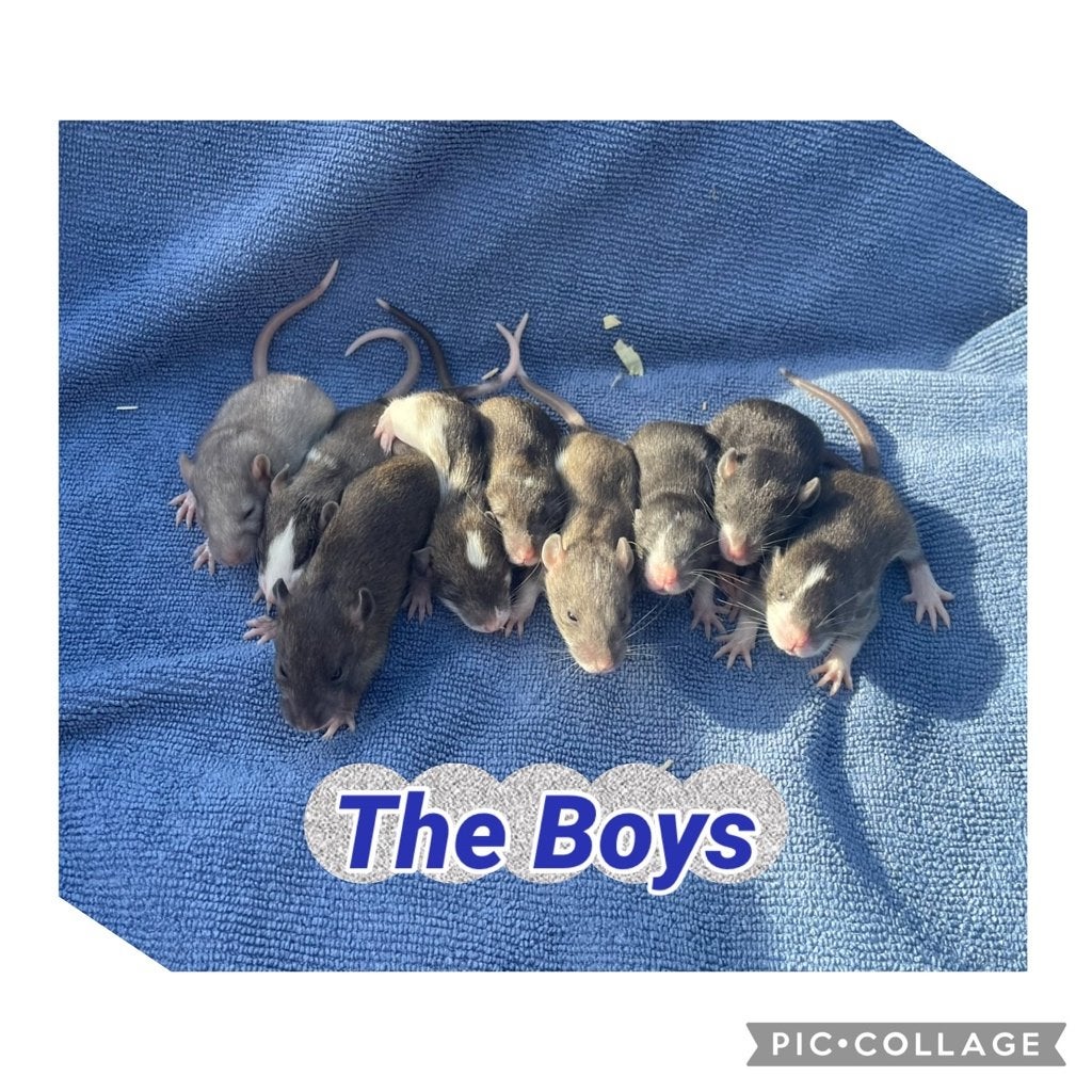 nog 3 ratjes zoeken hun 4ever home! boy C6 girls C11-12, Rat, Domestique, Septembre, Plusieurs animaux