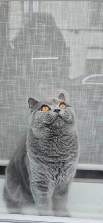 Raszuivere Britse korthaar poes, Chatte ou Chat, Vermifugé, 0 à 2 ans