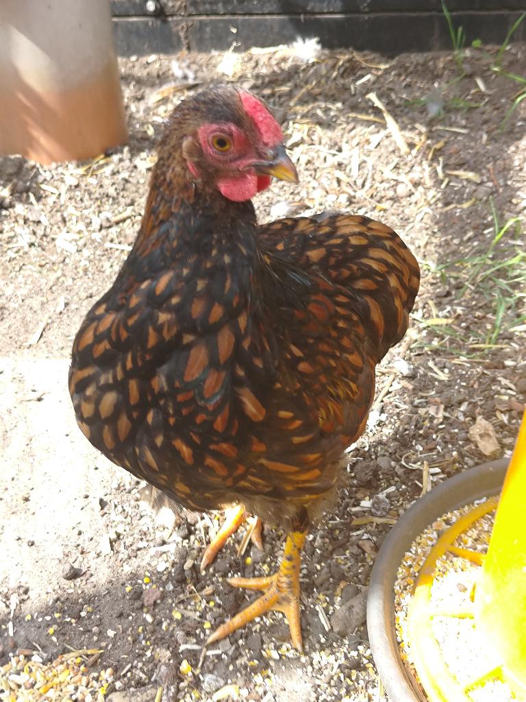 Wyandotte haan, Mâle, Poule ou poulet