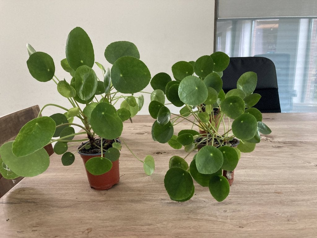 Pannenkoekenplant voor 5 euro per stuk, Huis en Inrichting, Kamerplanten, Ophalen of Verzenden