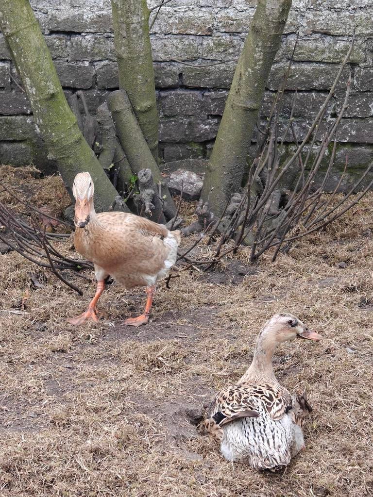 Broedeieren Indische loopeend