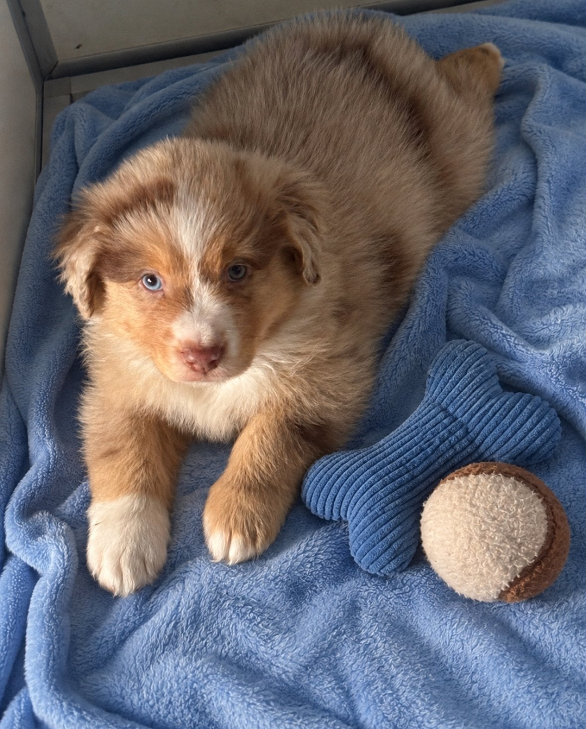Pedigree du Mini American Shepherd FCI, Maladie de Carré (chiens), Plusieurs, Belgique, Berger