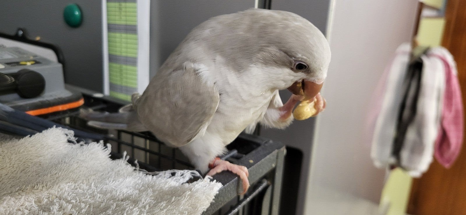conure souris, Animaux & Accessoires, Femelle