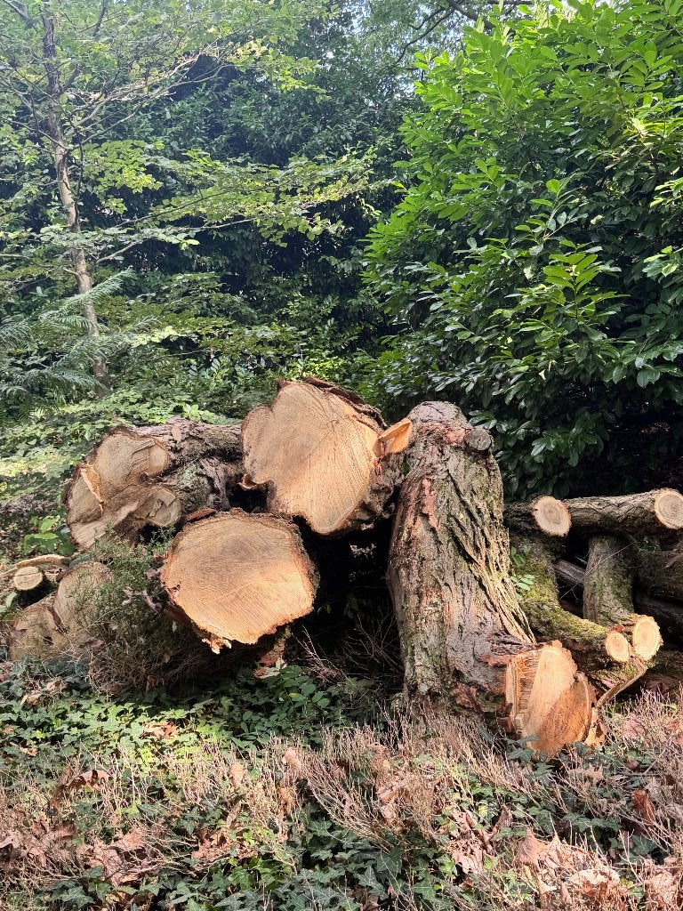 Acasia stronken/stammen te koop, Enlèvement, Autres essences de bois, Troncs d'arbres