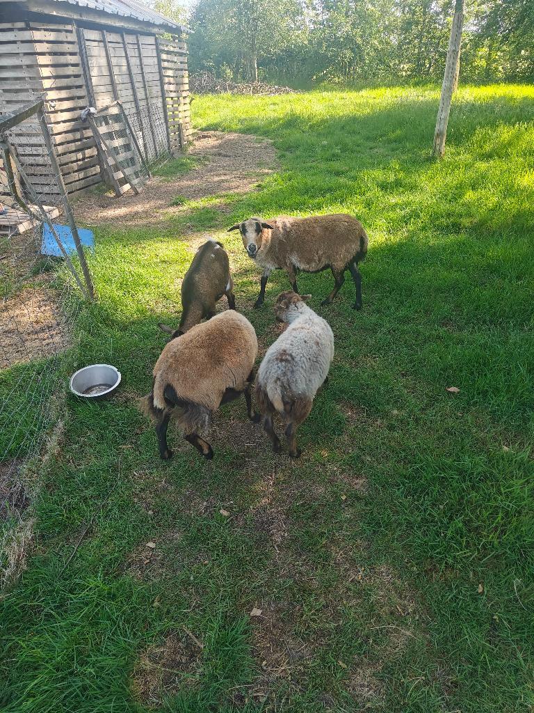 4 schapen en 1 geit, Animaux & Accessoires, Moutons, Chèvres & Cochons, Chèvre