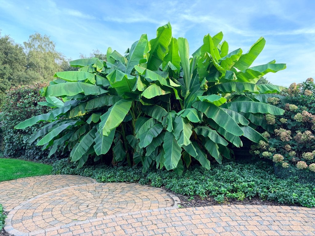 Musa basjoo, Tuin en Terras, Ophalen, Vaste plant