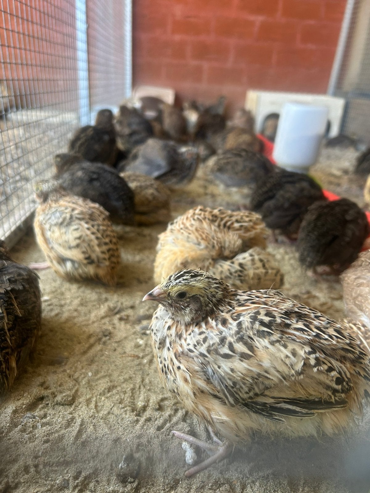 Jumbo kwartel toom, Dieren en Toebehoren