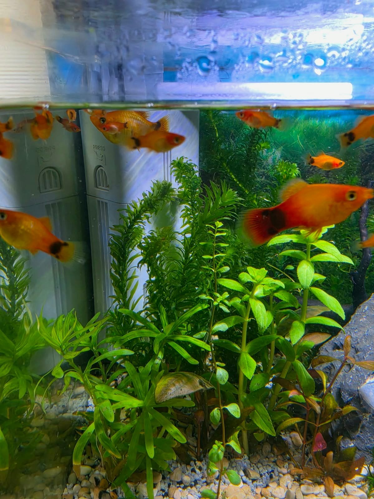 te koop platy's, Vis, Zoetwatervis, Schoolvis