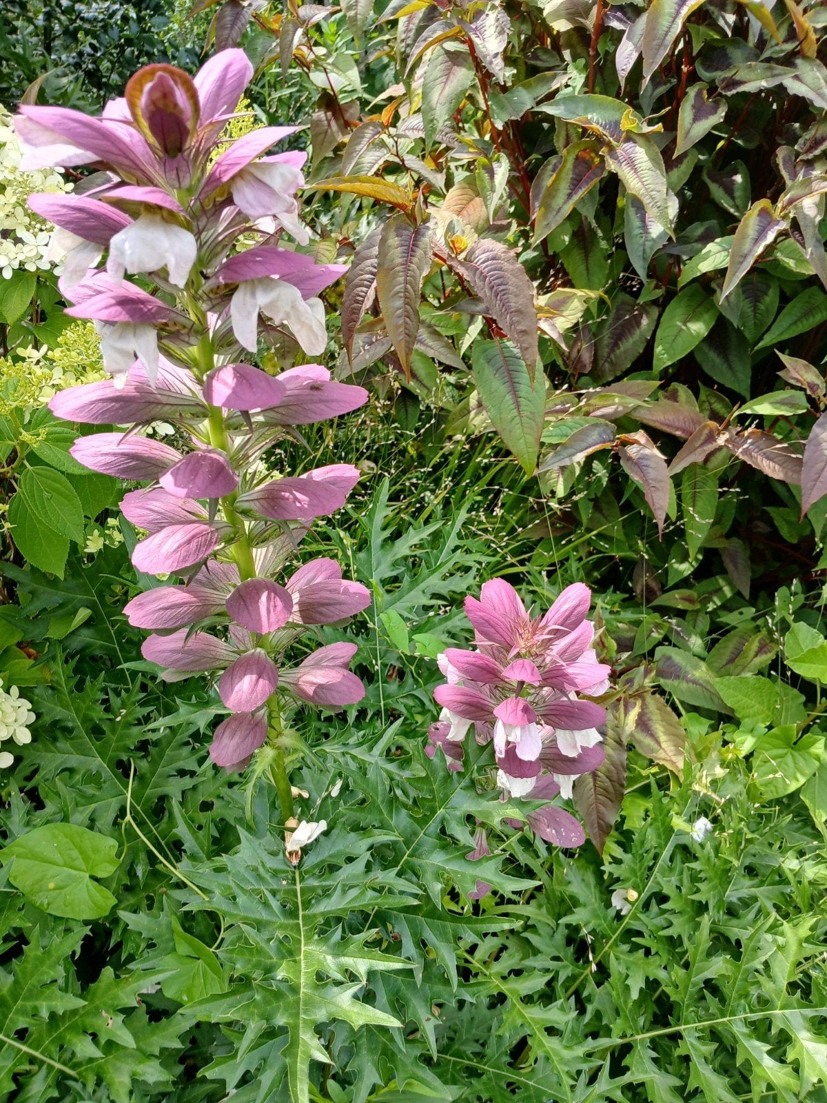 Acanthus spinosus, Ophalen, Vaste plant
