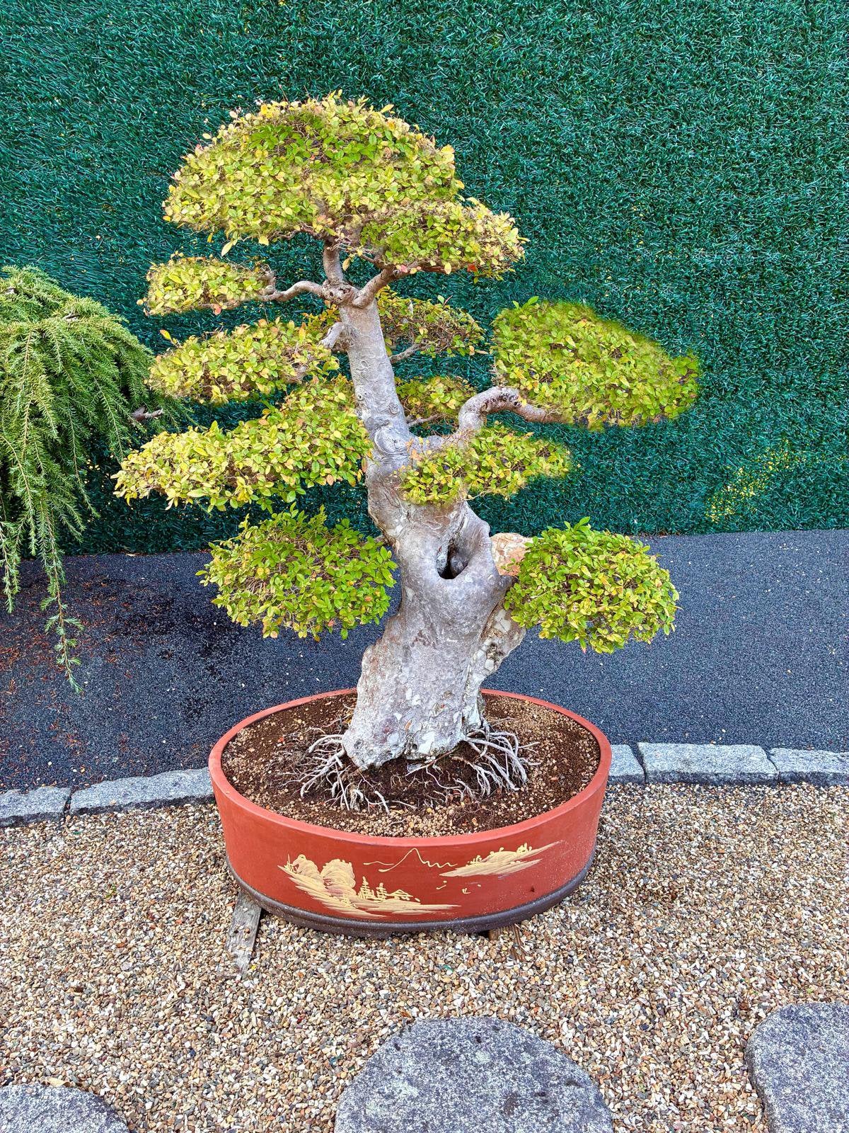 Ulmus Parvifolia bonsai, Tuin en Terras, Ophalen