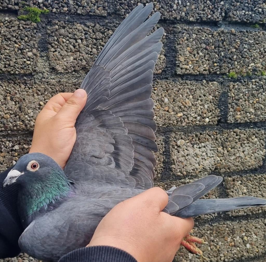 Postduif Kleinzoon "MAX"/"NATHALIE", Dieren en Toebehoren, Vogels | Duiven, Mannelijk, Postduif
