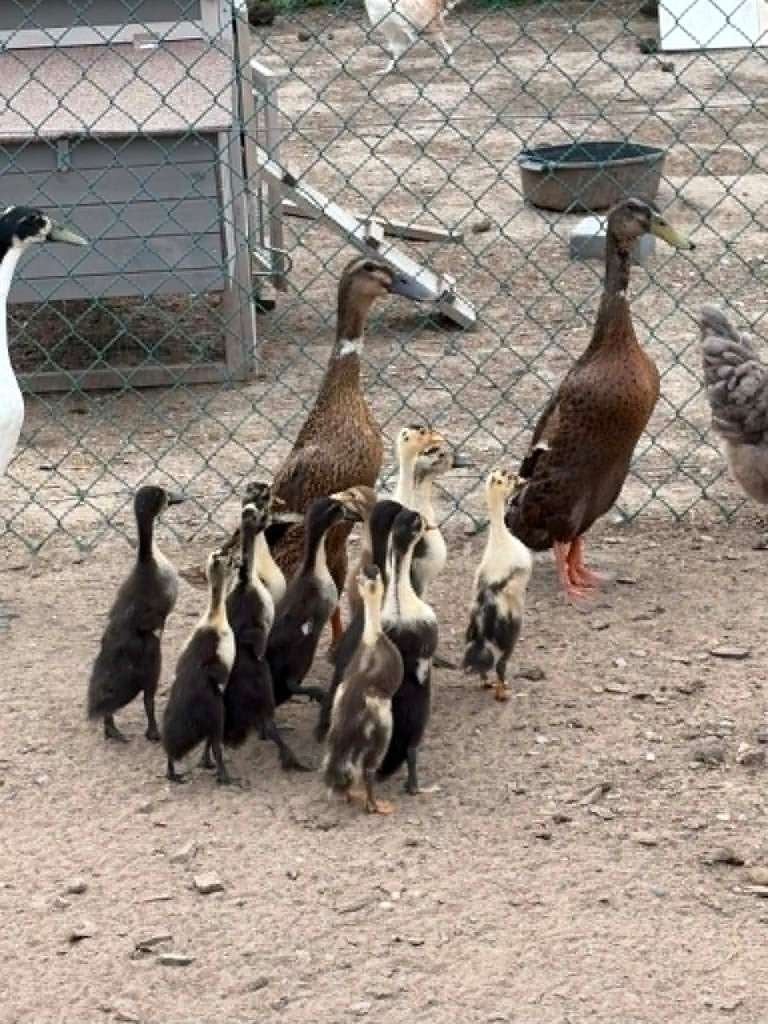 Indische loopeenden, Dieren en Toebehoren, Pluimvee, Geslacht onbekend, Eend