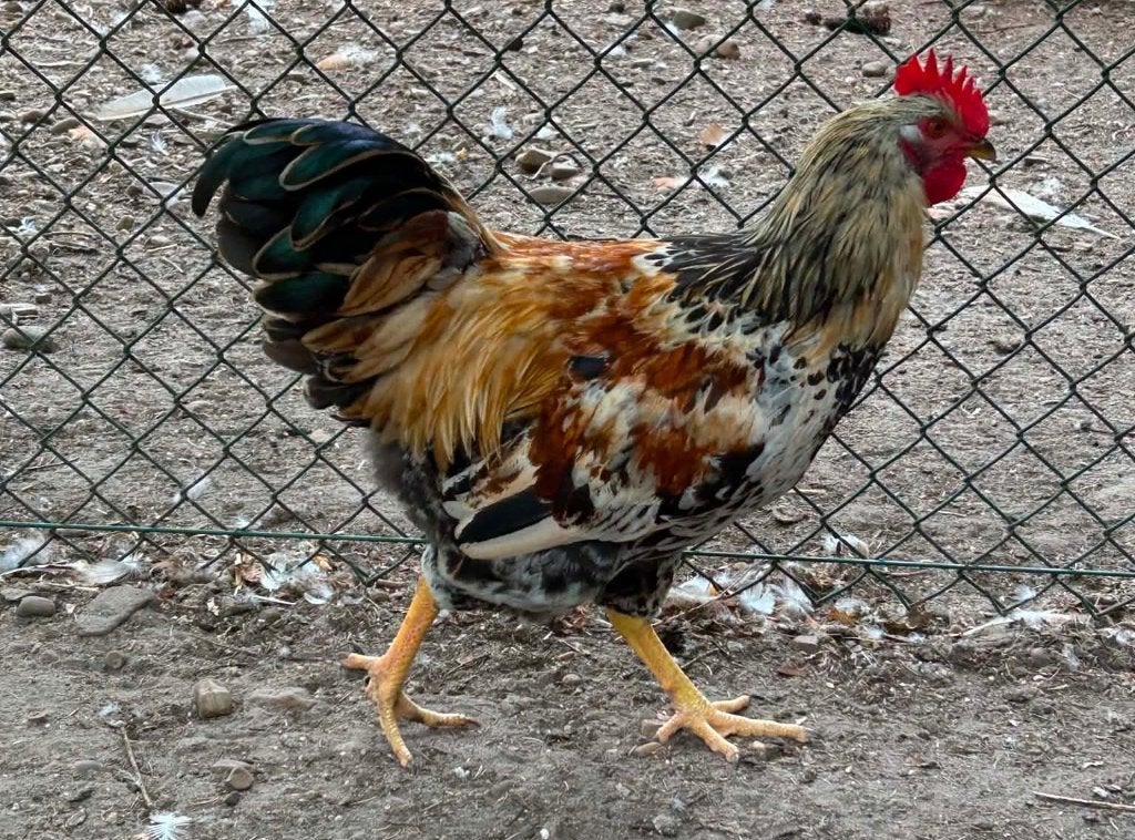 legkip x dubbelgezoomde barnevelder haan, Dieren en Toebehoren, Pluimvee, Mannelijk, Kip