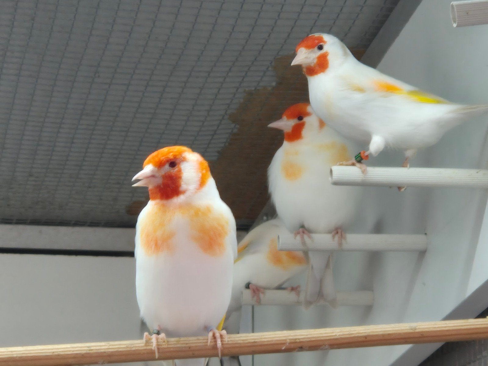 Major putters, Dieren en Toebehoren, Meerdere dieren, Wildzangvogel, Geringd