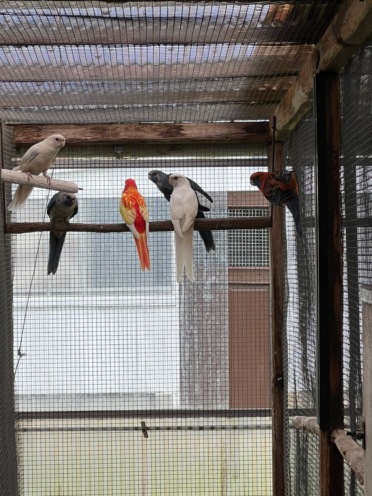 Onverwante kweekkoppels Pennant Rosella Parkieten, Dieren en Toebehoren, Vogels | Parkieten en Papegaaien, Meerdere dieren, Parkiet