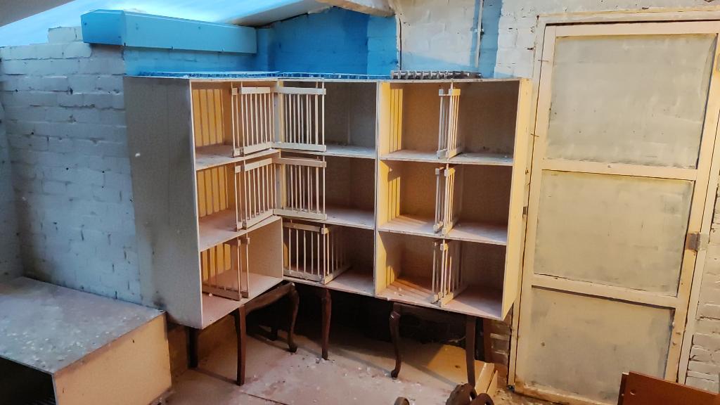 Pigeons, Dieren en Toebehoren, Vogels | Duiven, Postduif