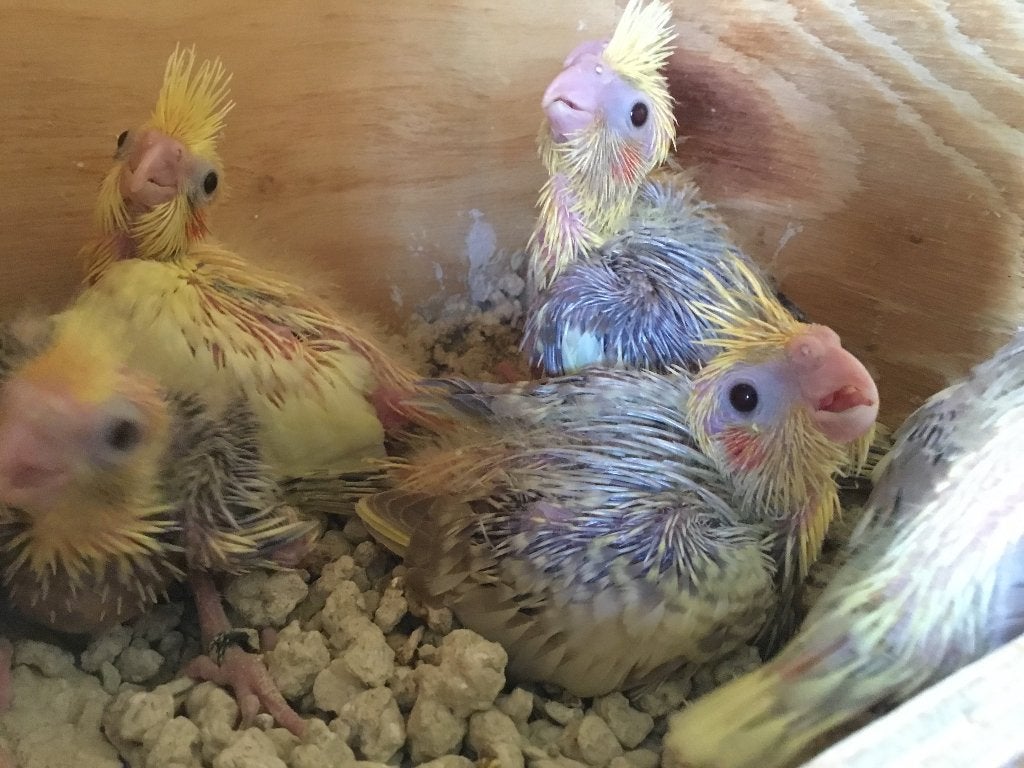 Valkparkieten om verder handtam te maken, Dieren en Toebehoren