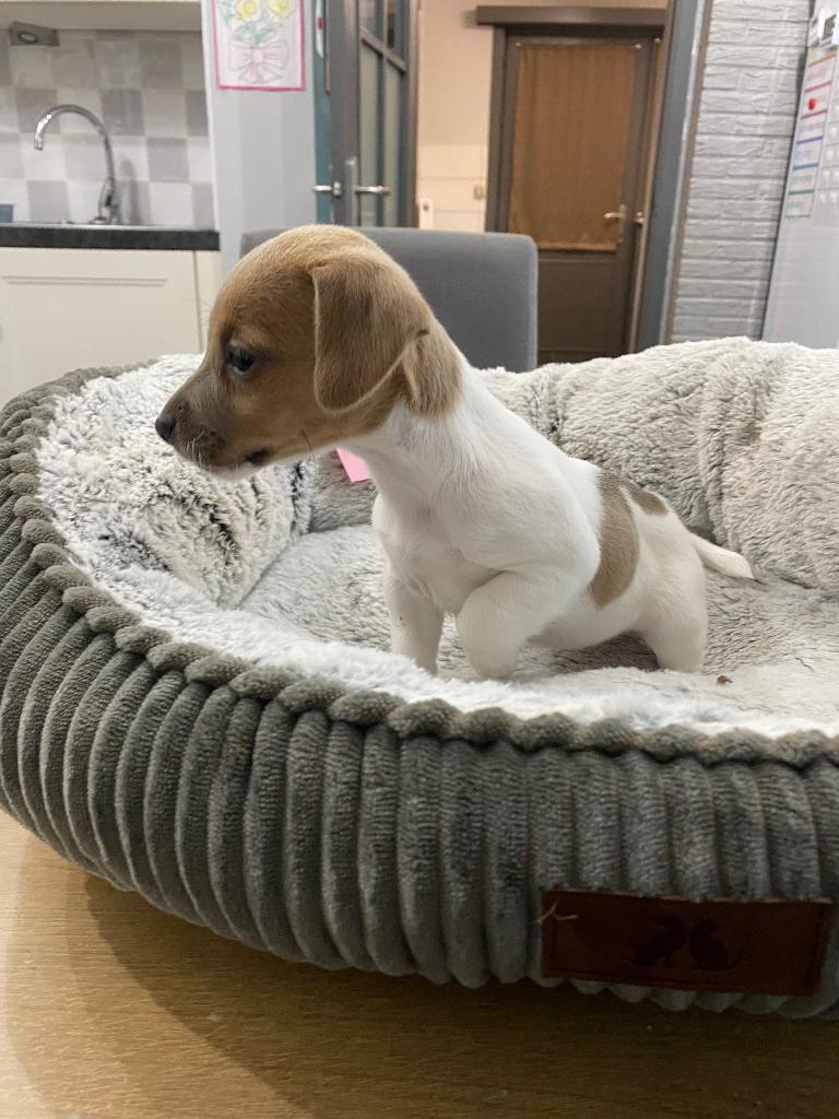 Kortpotige Jack Russel pups uit geteste ouders, Dieren en Toebehoren, Honden | Jack Russells en Terriërs, Meerdere dieren, Jack Russell Terriër