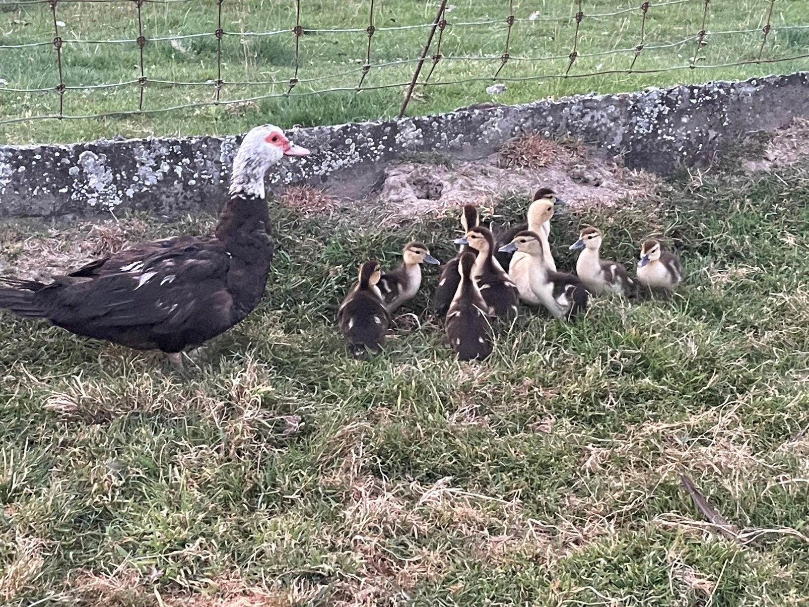 Barberie kuikens, Dieren en Toebehoren, Pluimvee