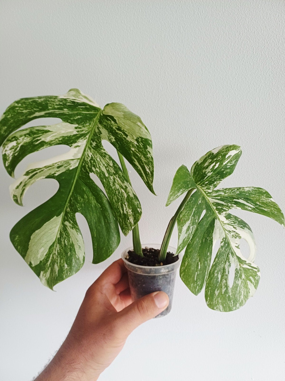 Monstera Deliciosa Albo variegata, Maison & Meubles, Plantes d'intérieur, Autres espèces, En pot, Enlèvement ou Envoi, Moins de 100 cm