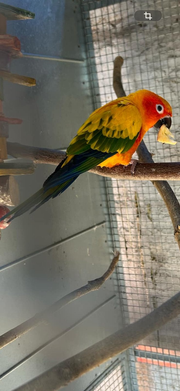 Recherche femelle conure soleil, Dieren en Toebehoren, Vrouwelijk