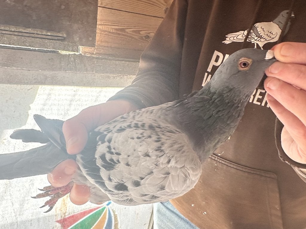 Bewezen Kweekduiven, Mâle, Pigeon voyageur