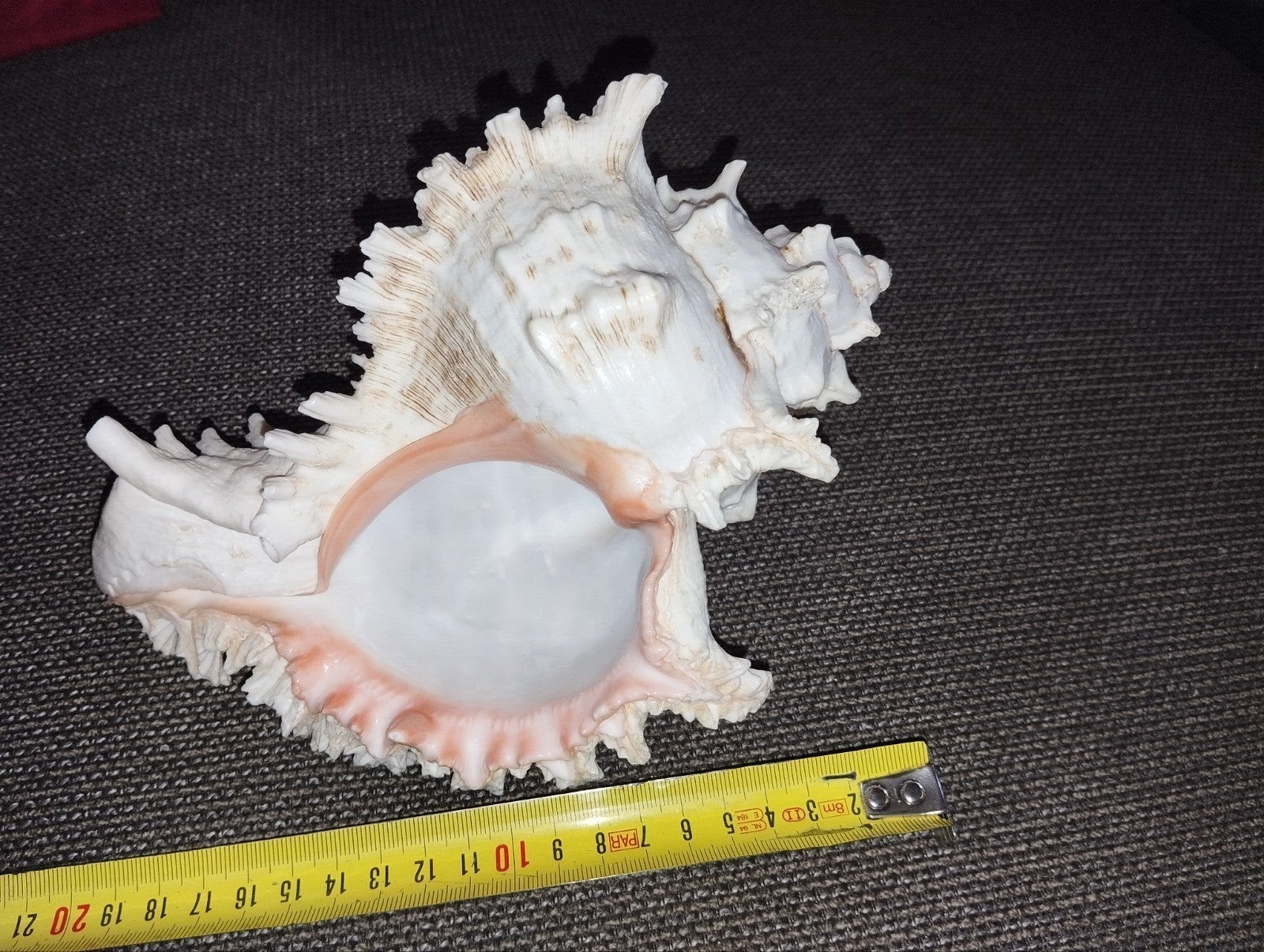 mooie schelp murex ramosus, Verzamelen, Ophalen of Verzenden