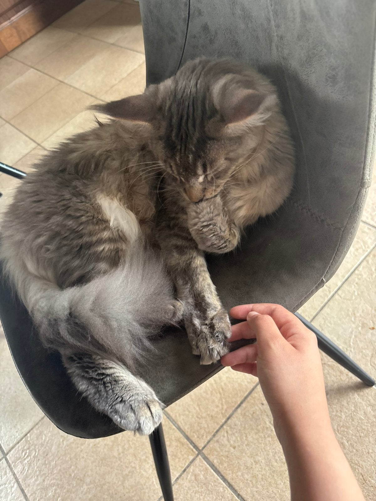 Maine coon kitten te koop 6maanden, Chat, Avec pedigree, 0 à 2 ans