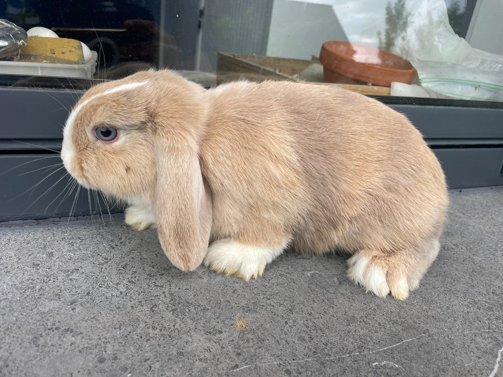 Minilop konijntje, Dieren en Toebehoren