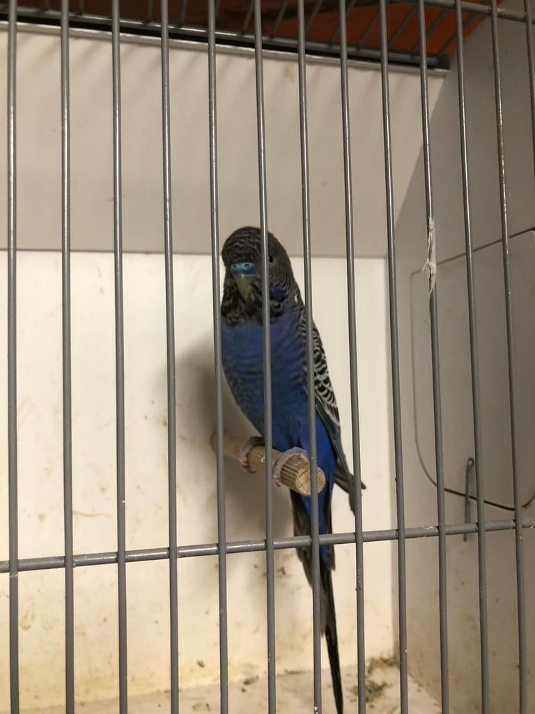 Blackface grasparkiet, Dieren en Toebehoren, Vogels | Parkieten en Papegaaien, Geringd