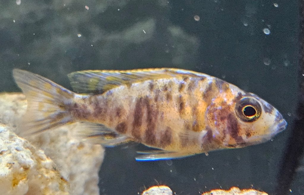 Aulonocara red Blotched malawi cichliden, Vis, Zoetwatervis