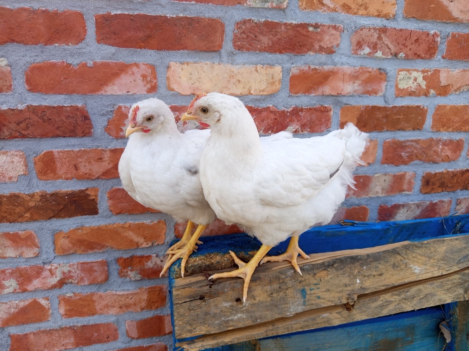 2 hanen kuikens, Mannelijk, Kip